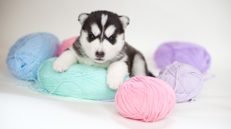 Siberian Husky Puppies with Blue Eyes