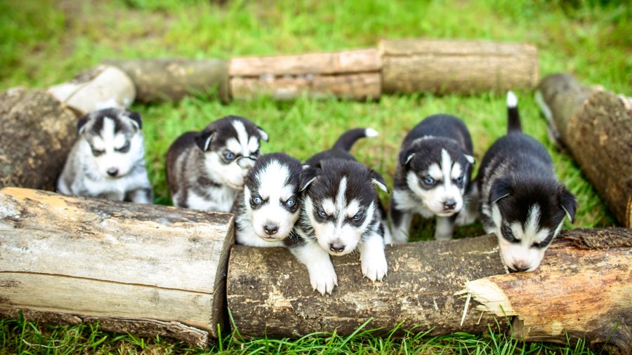 Siberian Husky Puppies with Blue Eyes