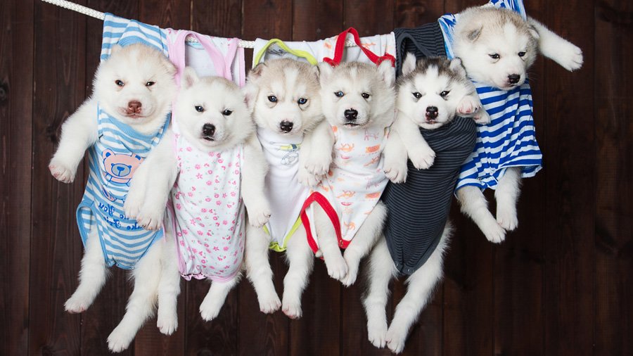 Siberian Husky Puppies with Blue Eyes