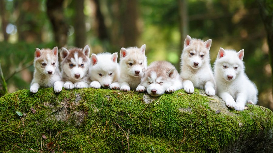 Siberian Husky Puppies with Blue Eyes
