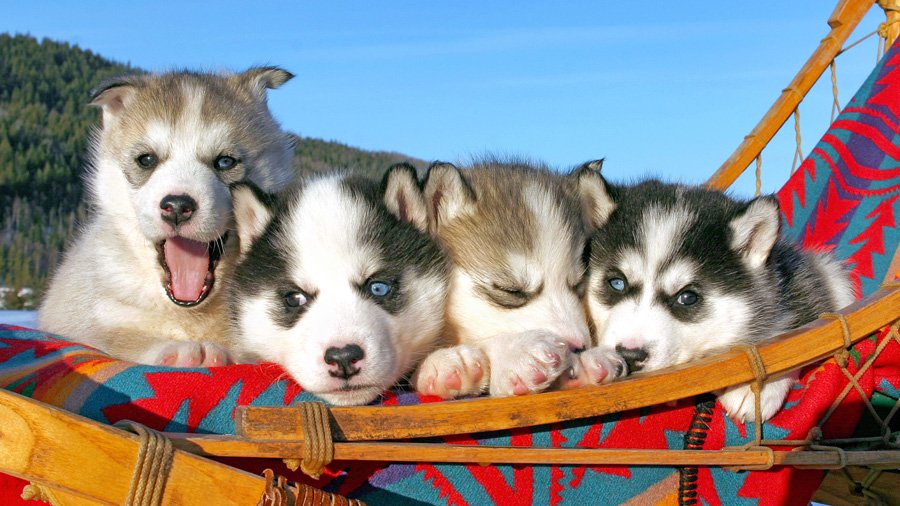 Husky puppies with different eyes