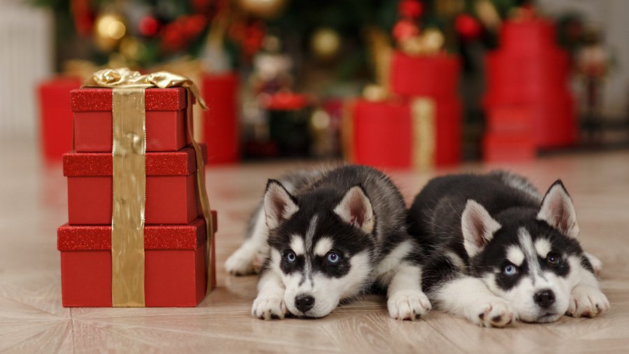 Husky puppies with different eyes
