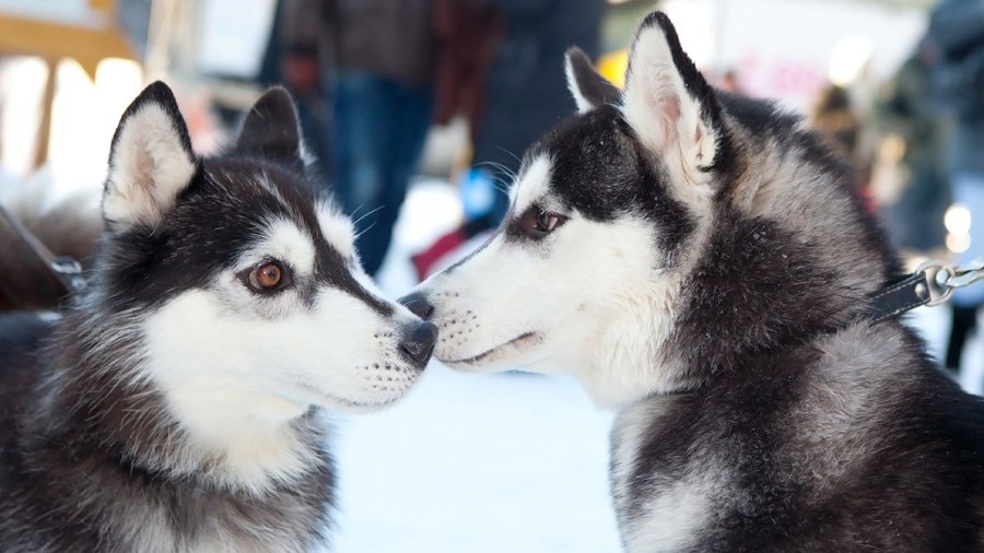 Siberian Husky with brown eyes
