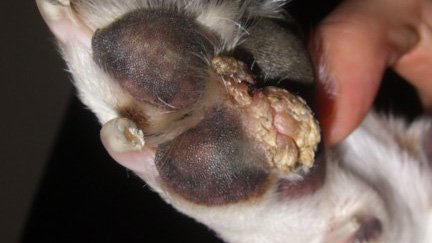 Papilloma in the dog on the paw
