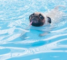 Pug swims in the pool