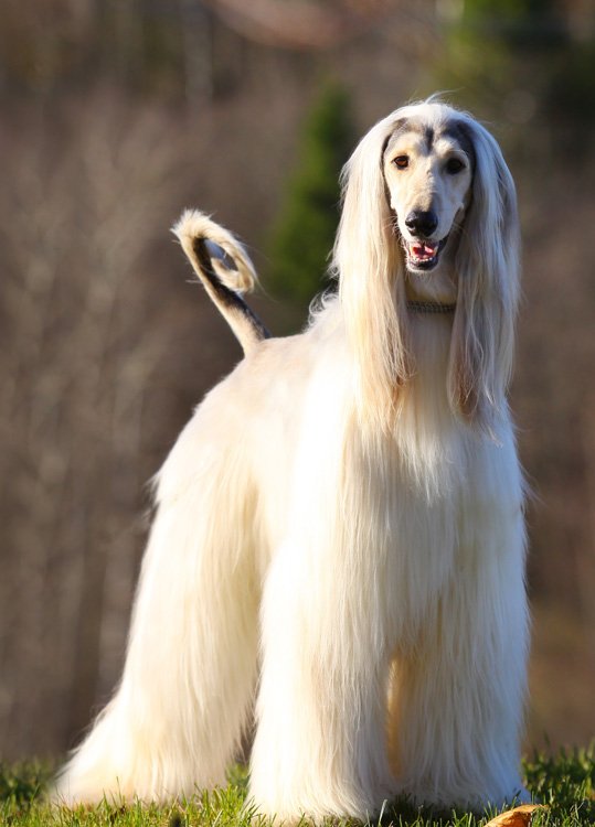 Afghan Hound