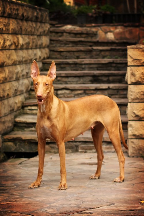 Pharaoh Hounds