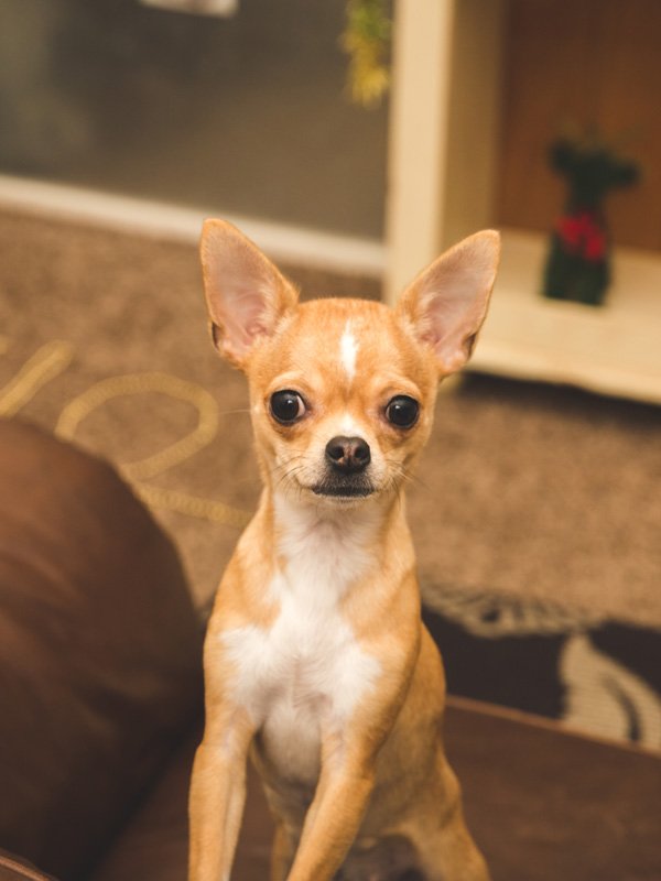 Chihuahua