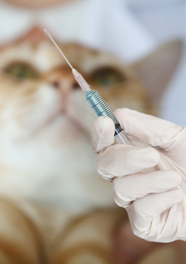 To give an injection to a cat