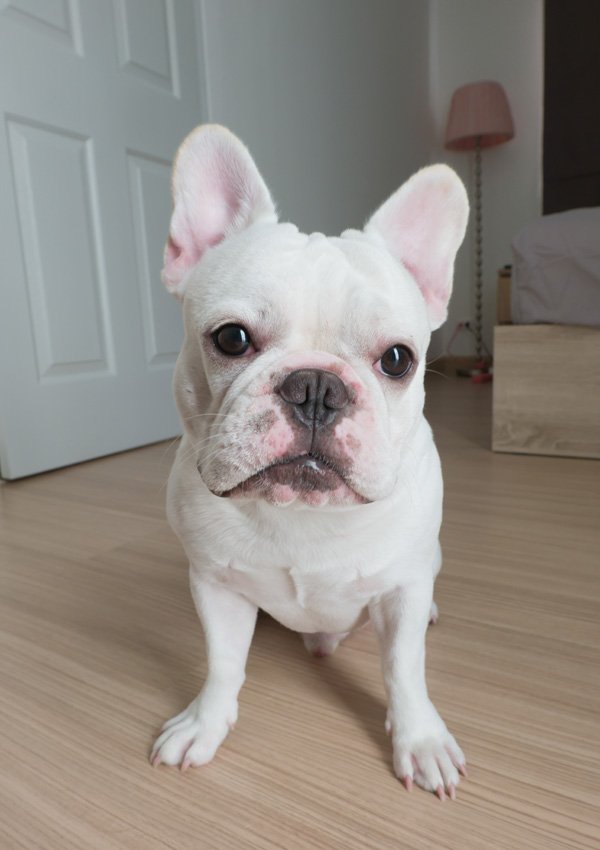 White French Bulldog