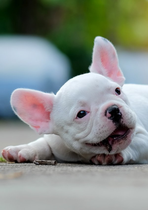 White French Bulldog Puppy