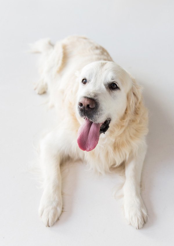 Golden retriever