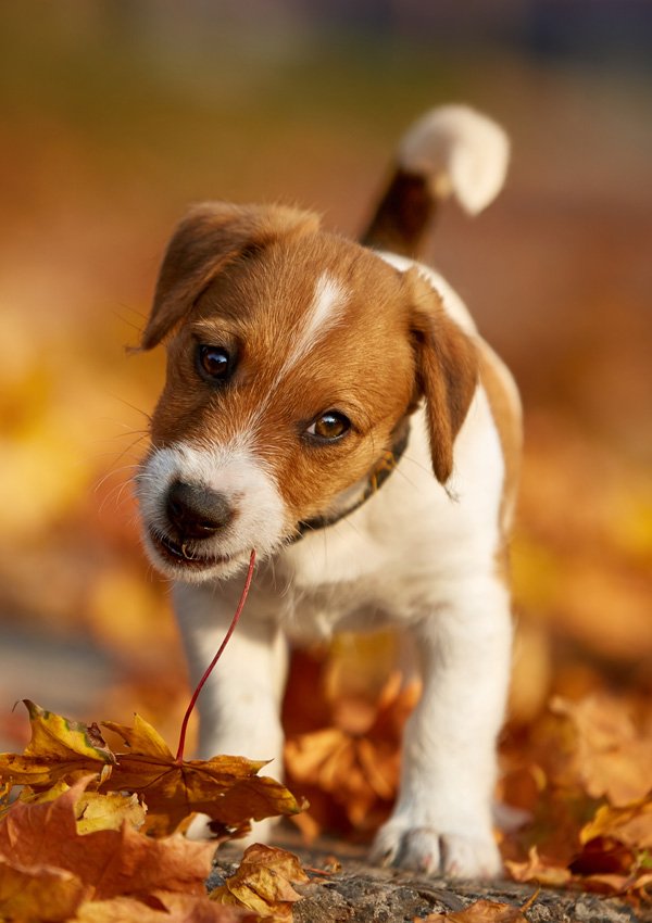 Jack Russell Terrier