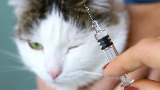 Vaccination of a cat