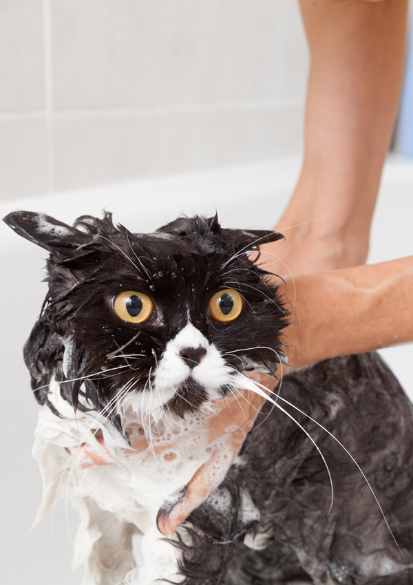 Shampoos for cats
