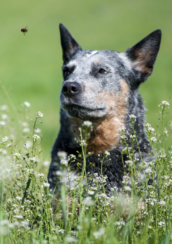 Dog and the bee