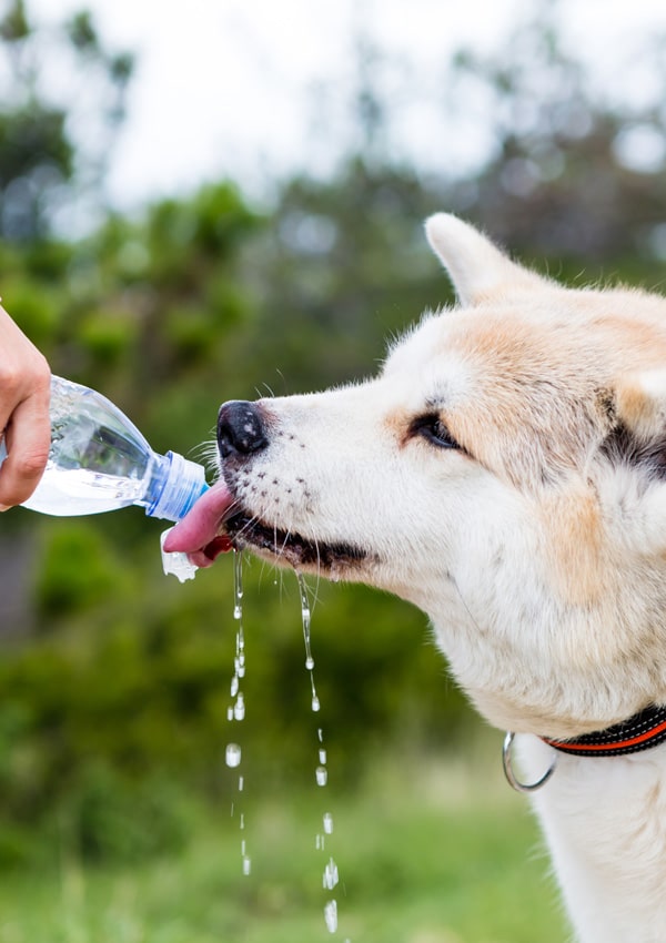 Dog Thirst
