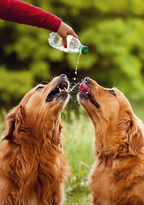 Two dogs drink water