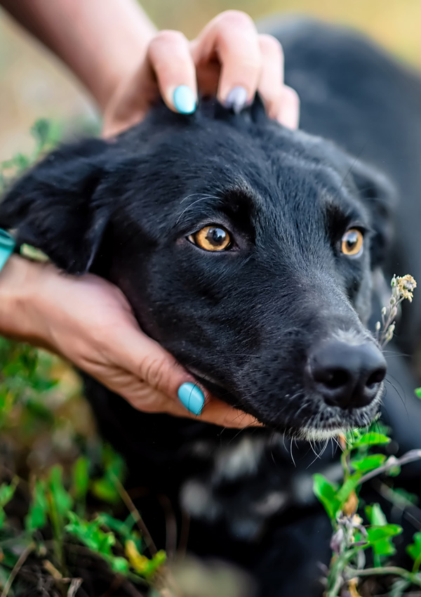 Black Dog