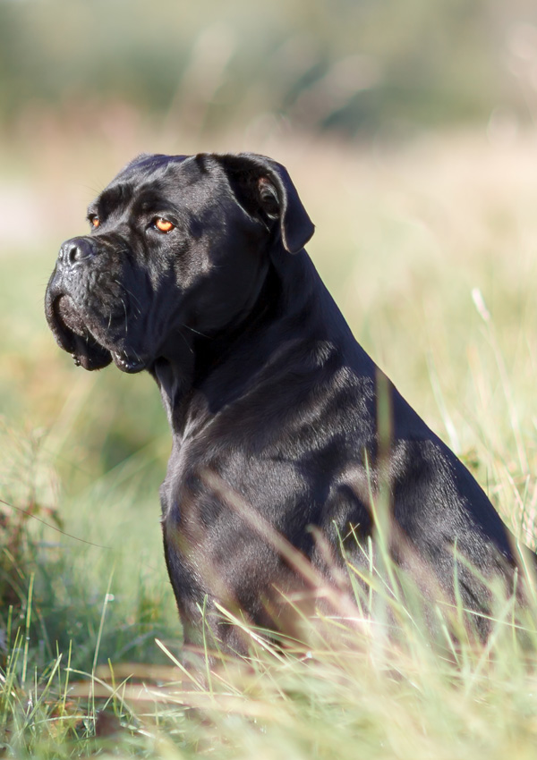 Black dog breed Labrador