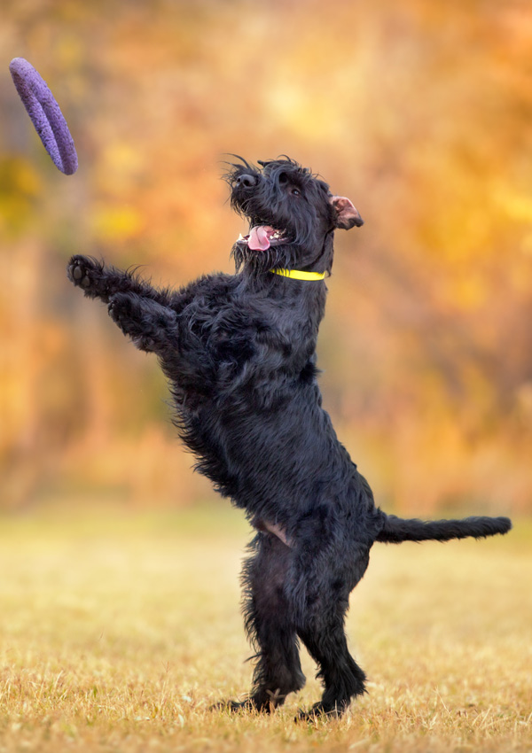 Black Giant Schnauzer