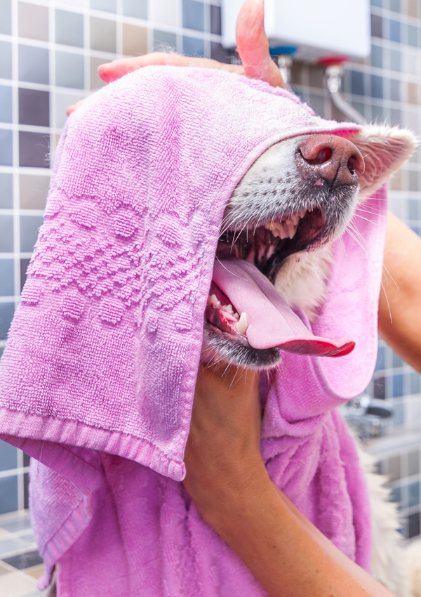 How dogs sweat