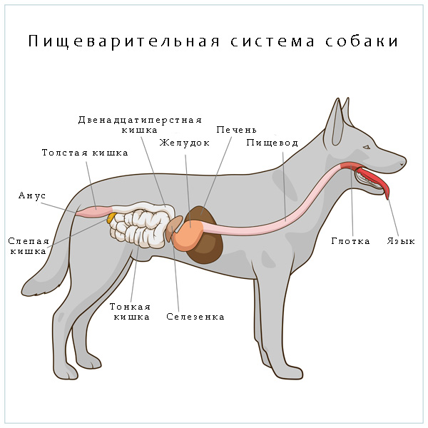 Anatomy of a dog. Digestive system of a dog