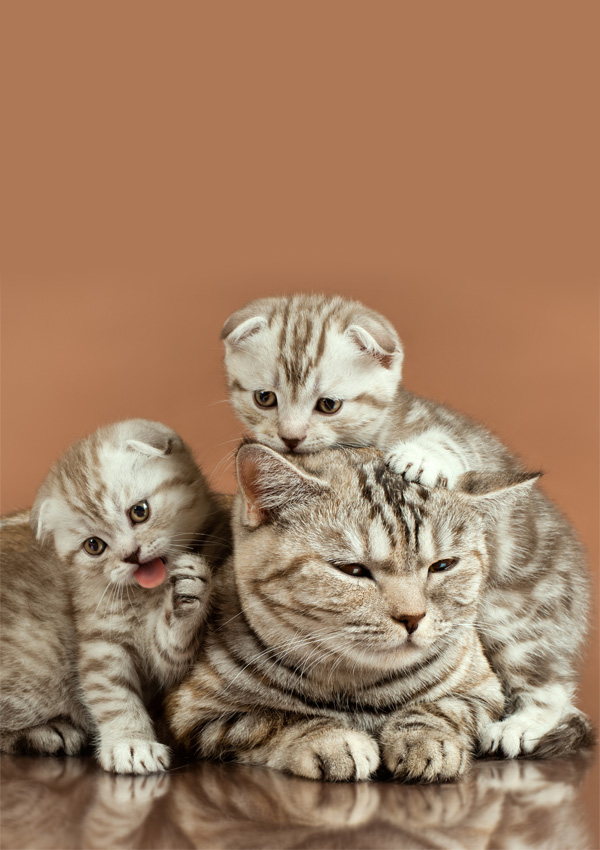Scottish fold cat and her kittens