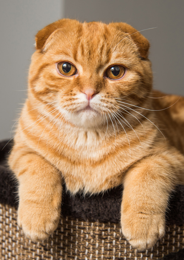 Red Scottish Fold Cat