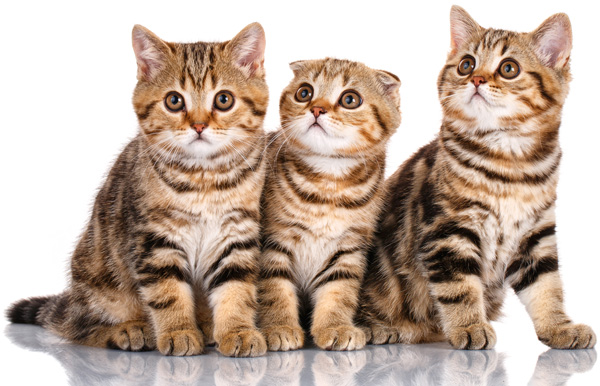 Three Scottish kittens