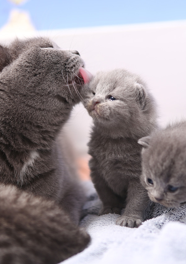 British Shorthair cat and kittens