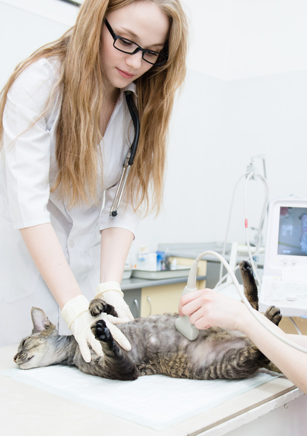 Ultrasound, ultrasound and cat