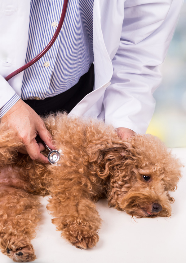 Dog poodle breed at the veterinarian