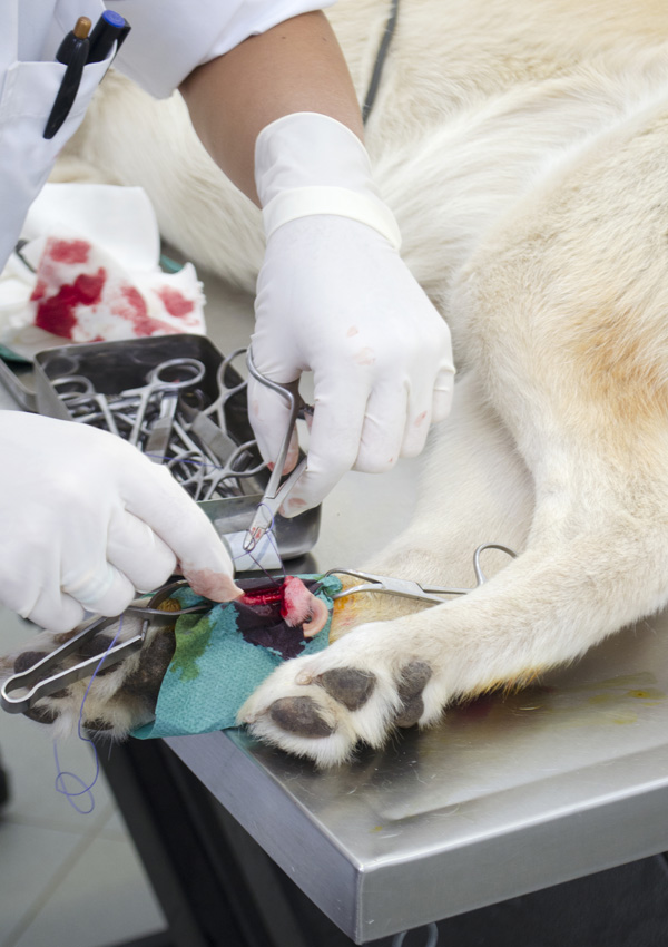 Surgery to remove a dewclaw on the hind legs of a dog