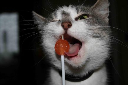 cat and lollipop