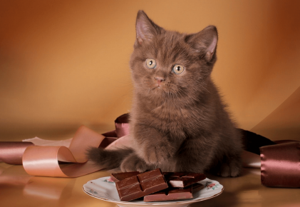 kitten with chocolate