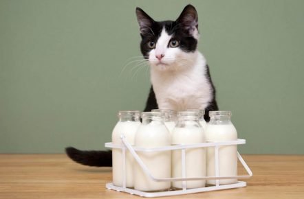 cat and milk