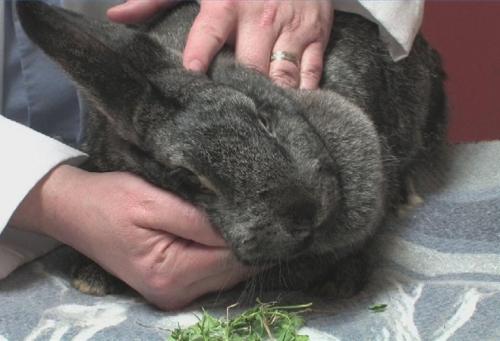 5 symptoms of illness when your rabbit needs veterinarian