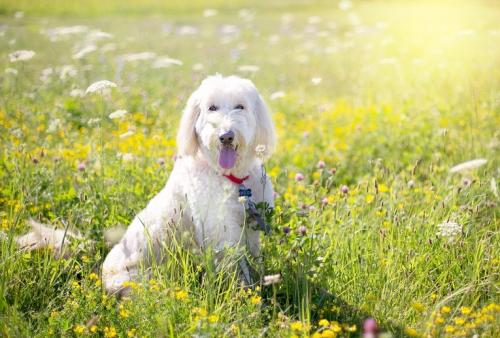 5 Ways to Help Your Dog Hot the weather