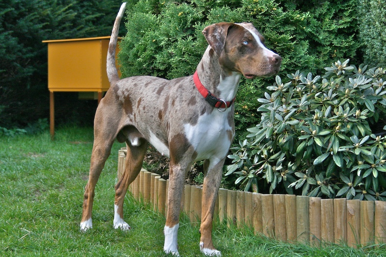 7 most unusual and unique breeds of dogs