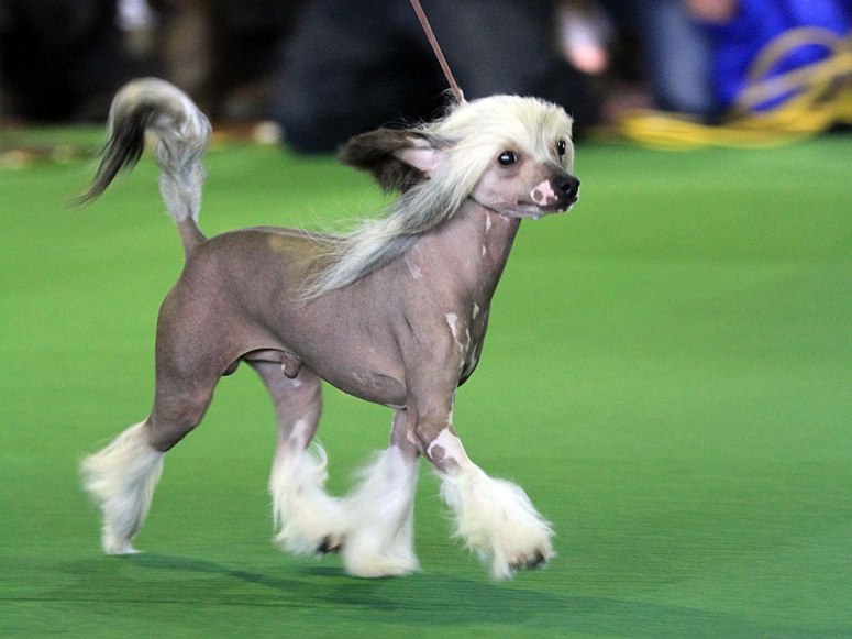 7 most unusual and unique breeds of dogs