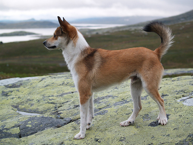 7 most unusual and unique breeds of dogs