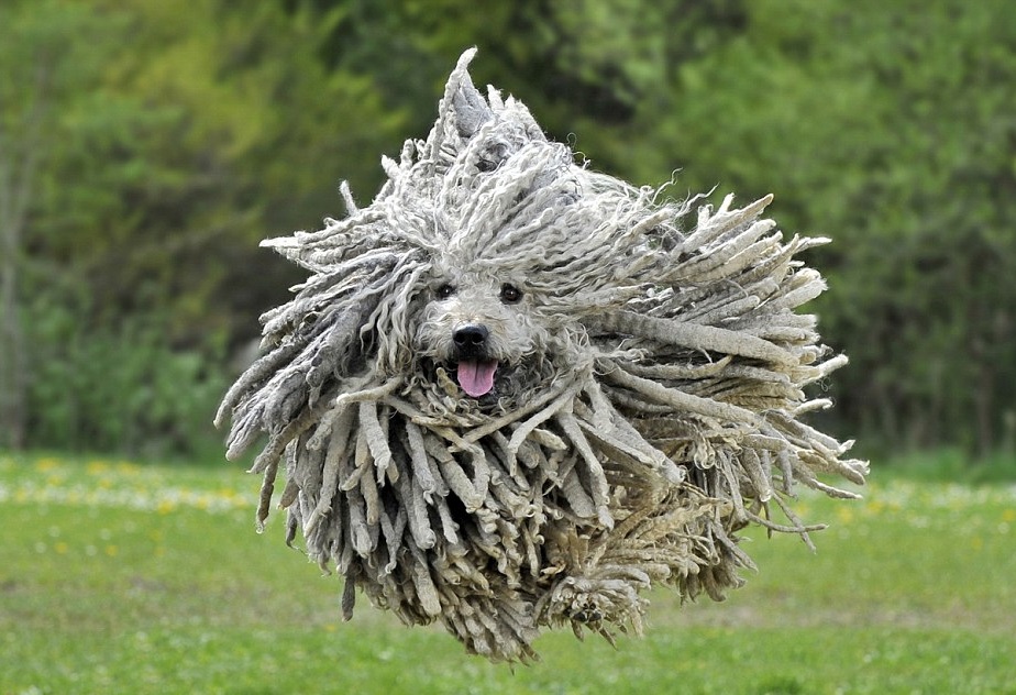7 most unusual and unique breeds of dogs