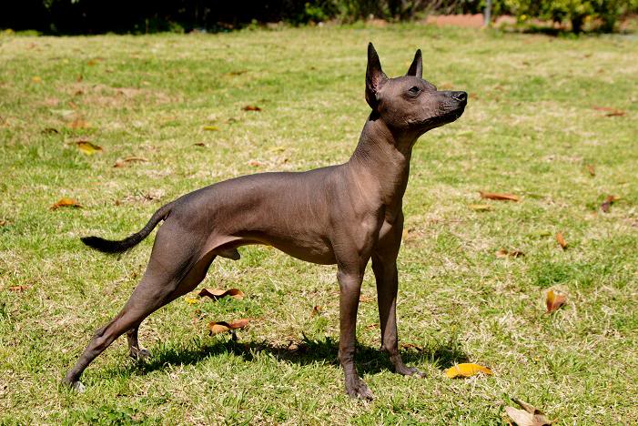 7 most unusual and unique breeds of dogs