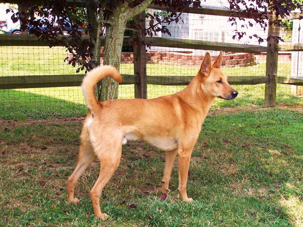 7 most unusual and unique breeds of dogs