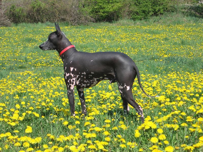 7 most unusual and unique breeds of dogs