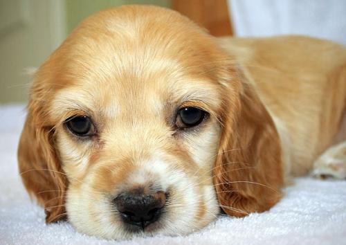 8 facts about dog sterilization