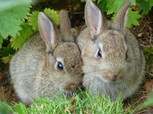 8 common rabbit myths