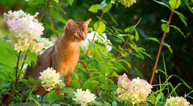 It is believed that Egyptian cats, whose figures can be bought during trips to the country of the pharaohs, are an Abyssinian cat.