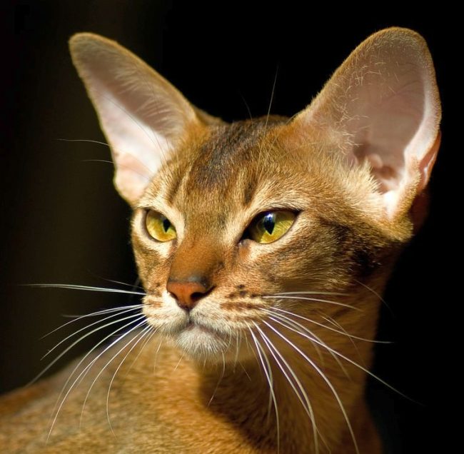 The Abyssinian cat is magnificent in its grace. Each of its movements is full of self-esteem. At the same time, she is very playful and inquisitive, smart and affectionate.